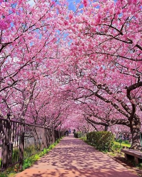 All Posts • Instagram Landscape Photography Trees, Instagram Japan, Cherry Blossom Japan, Blossom Season, Blossom Garden, Cherry Blossom Season, Scenery Background, Sakura Tree, Spring Wallpaper