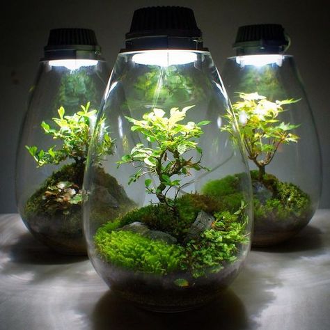 12 Extraordinary DIY Terrarium Ideas for You to Try at Home - Garden and Happy Beautiful Terrariums, نباتات منزلية, Aquascape Aquarium, Moss Terrarium, Bottle Garden, Moss Garden, Aquarium Design, Terrarium Diy, Indoor Gardens