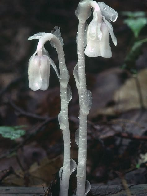 Ghost Plant Tattoo, Ghost Flower Tattoo, Ghost Pipe Flower, Monotropa Uniflora, Ghost Pipe, Ghost Flowers, Milady De Winter, Ghost Flower, Strange Plants