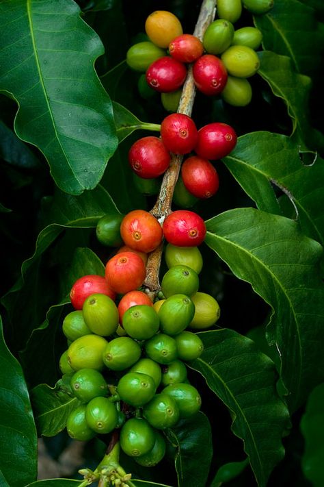 Coffee Bean Tree, Mural Cafe, Spice Garden, Coffee Board, Coffee Tattoos, Kona Coffee, Coffee Tree, Tea Health Benefits, Caffeine Content