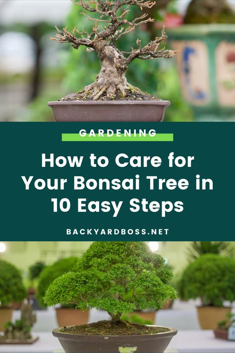 Although the thought of growing bonsai can be daunting, all bonsai gardening needs from you is dedication and patience. In 10 easy steps, you can learn how to care for your bonsai tree and master the art that's incredibly fun and rewarding. How To Grow Bonsai, Growing Bonsai, Bonsai Fertilizer, Trees In Pots, Bonsai Pruning, Bonsai Care, Bonsai Tree Care, Indoor Bonsai Tree, Bonsai Soil