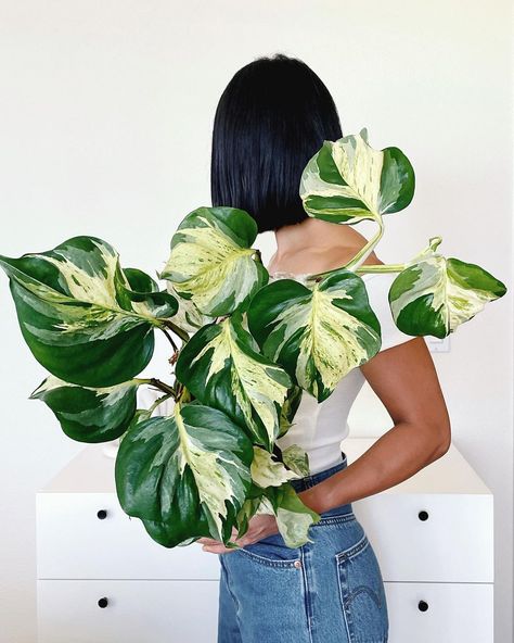 Yushan on Instagram: “To be honest, I never thought my Manjula pothos would get this big. ➡️ Swipe right to see how much it has grown since October last year.…” Pothos Manjula, Manjula Pothos, Dream Plants, Plant Goals, Plant Fungus, Plants Are Friends, Inside Plants, Pothos Plant, Variegated Plants