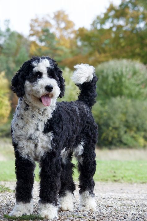 Sheepadoodle Grooming, Sheep Doodle, English Sheepdog Puppy, Moyen Poodle, Poodle Doodle, Sheepadoodle Puppy, English Dogs, Puppy Stages, Tattoos For Dog Lovers