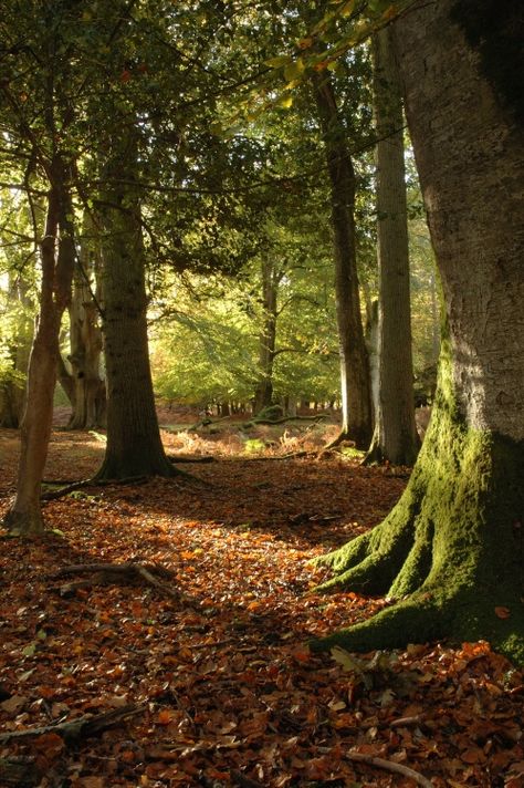 Sunlight and Shadows, Bolderwood, Hampshire Woodland Pictures, British Forest, English Forest, British Woodland, Pictures Of England, Hampshire England, Enchanted Wood, Woodland Scene, Ancient Forest