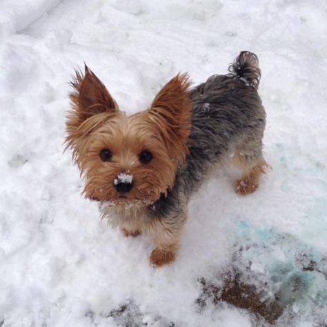 Small Dog, Yorkshire Terrier, The Snow, Yorkie, Yorkshire, Black