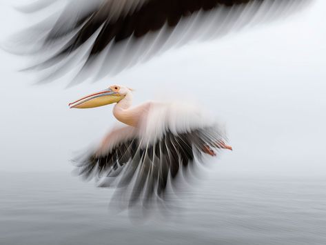 Swakopmund Namibia, Movement Photography, Animal Movement, Motion Photography, Photo Techniques, Camera Movements, Powerful Images, Fine Art Photo, Bird Photography