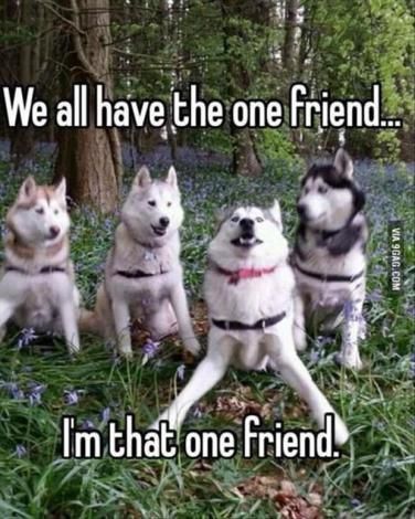 Katt Grejer, Söpö Kissa, Animal Humour, Dog Jokes, Cute Animal Memes, One Friend, Funny Dog Memes, Funny Animal Quotes, Animale Rare