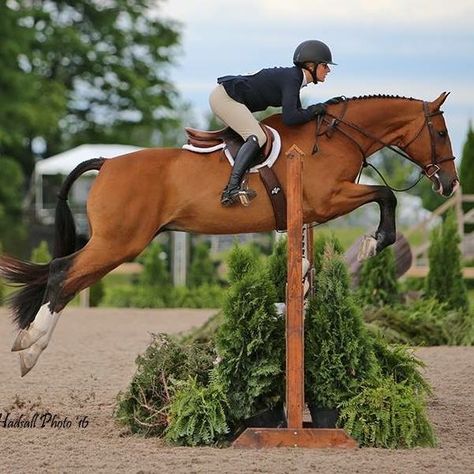 Hunter Jumper Aesthetic, Hunter Equestrian, Rich Equestrian Aesthetic, Hunter Jumping, Hunter Jumper Horses, Hunter Horse, Warmblood Horses, Show Jumping Horses, Equestrian Aesthetic