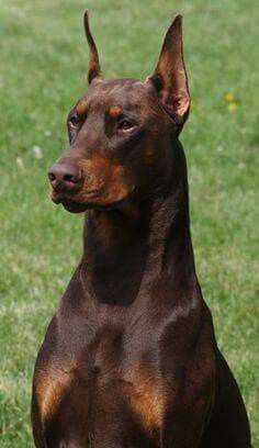 Doberman Brown Doberman, Ahal Teke, Doberman Puppies, Doberman Love, Doberman Pinscher Dog, Doberman Puppy, Doberman Dogs, West Highland Terrier, Guard Dogs