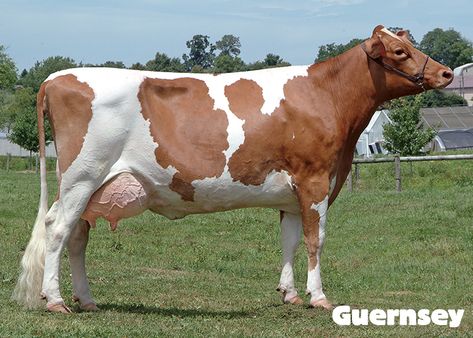 Different Types Of Cows, Dairy Cows Holstein, Dairy Cow Breeds, Cow Holstein, Types Of Cows, Jersey Cattle, Guernsey Cow, Dream Homestead, Discovery Zone