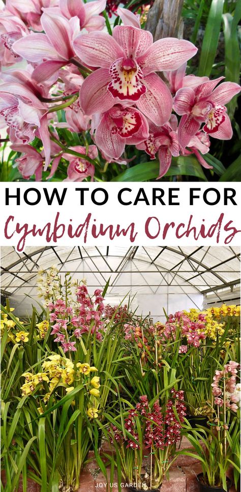 Explore the secrets to successful cymbidium orchid care and enjoy beautiful blooms for years to come. Learn what they like & what you need to do to keep yours going strong! Cymbidium Orchids Arrangement, Cymbidium Orchids Care, Planting Hacks, Orchids Care, Ground Orchids, Orchid Plant Care, Blooming Orchid, Orchid Leaves, Cymbidium Orchid