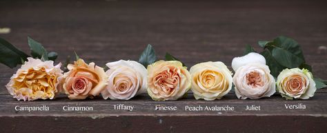 Flirty Fleurs Peach Rose Color Study, Versilia, Campanella, Cinnamon, Juliet, Tiffany, Finesse, Peach Avalanche Tiffany Rose, Austin Rose, Different Types Of Flowers, Rose Varieties, Peach Rose, Flower Guide, David Austin Roses, David Austin, Flower Names