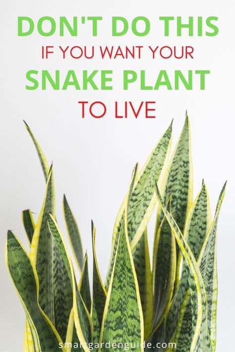 Snake Plant Decor, Snake Plant Indoor, Yard Remodel, Snake Plant Care, Sansevieria Plant, Household Plants, Plant Care Houseplant, Plant Problems, Indoor Plant Care