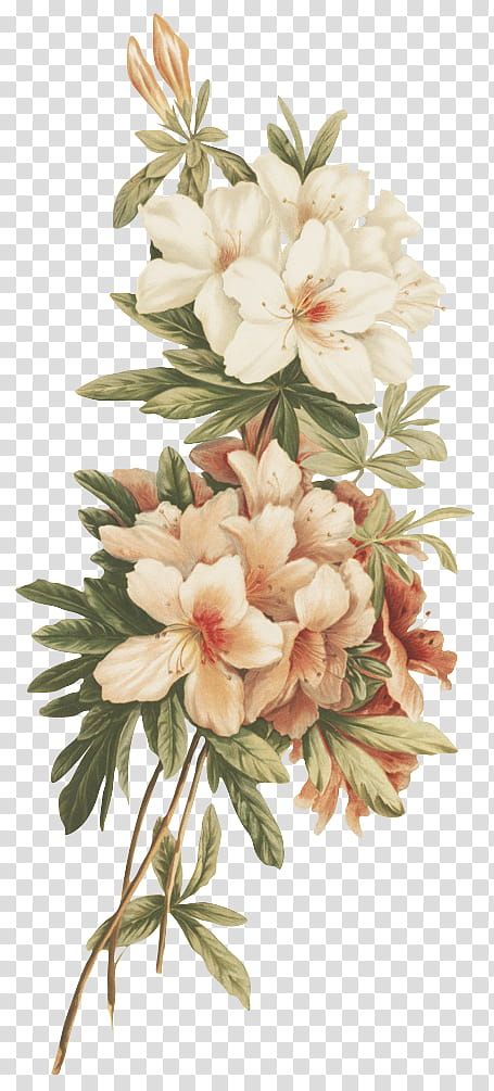 Vintage Flower Backgrounds, Flowers Transparent, Peony Illustration, White And Pink Flowers, Pink Flowers Background, Futurisme Retro, Old Paper Background, Vintage Png, Transparent Flowers