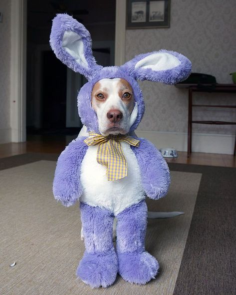 Dog named Maymo loves playing dress up Lemon Beagle, Dressed Up Dogs, Easter Bunny Outfits, Dog Print Tattoo, Animal Dress Up, Puppy Costume, Cute Beagles, Dog Line, Bunny Outfit