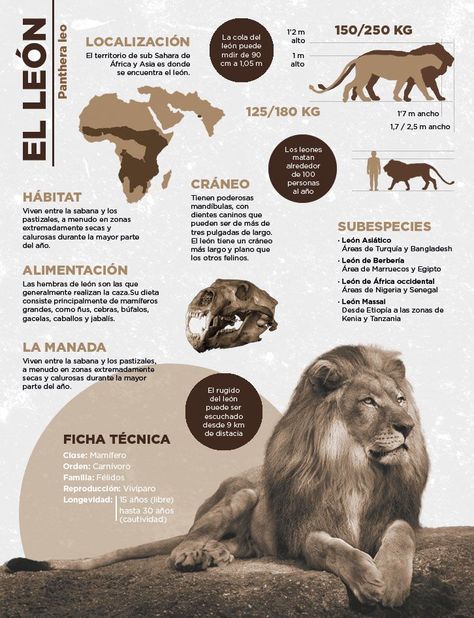 Animal Infographic Poster, Infographic Design Animal, Animal Information Poster, Animal Infographic Design, Animal Poster Design, Badak Jawa, Zoo Poster Design, Fossa Animal, Informational Poster