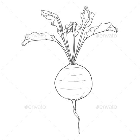 Vector Doodle Sketch Beetroot by nikiteev | GraphicRiver Beetroot Tattoo, Beetroot Drawing, Beetroot Illustration, Bet Ideas, Drawing Plants, Plant Sketches, Vegetable Pictures, Vector Doodle, Lino Cuts