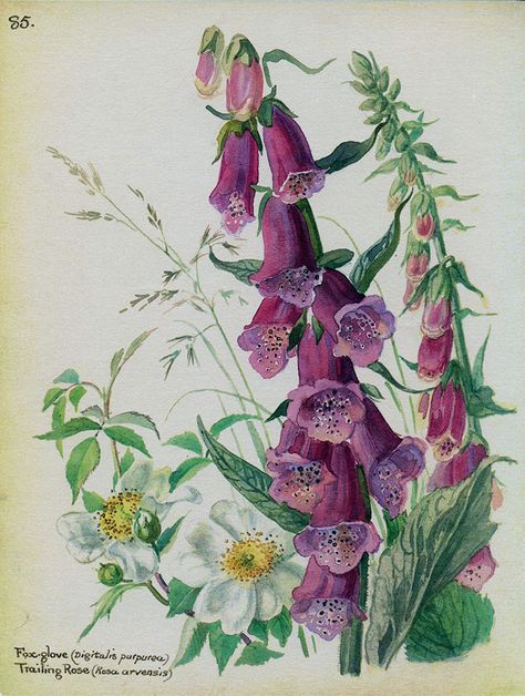 . Country Diary Of An Edwardian Lady, Edith Holden, Illustration Botanique, Scientific Illustration, Botanical Drawings, Nature Journal, Arte Floral, Botanical Flowers, Vintage Botanical