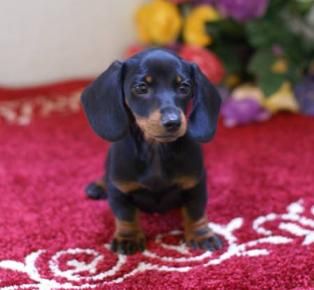 Miniature Dachshund Breeder, MGM Miniature Dachshunds Pictures Of Chocolate, Miniature Dachshund Breeders, Wirehaired Dachshund Puppy, Chiweenie Puppies, Lots Of Kisses, Dachshund Puppy Funny, Puppies Dachshund, Dachshund Puppy Training, Tan Dachshund