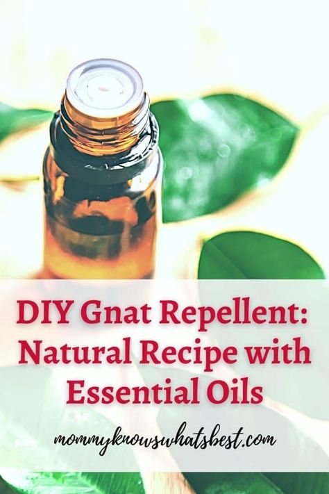 Keep the gnats out of your eyes, mouth, and nose with this natural gnat repellent recipe! | bu repellent recipe | natural bug repellent | essential oil bug repellent | essential oils recipe Gnat Repellant Essential Oils, Gnat Spray Essential Oils, Essential Oils For Gnats How To Get Rid, Essential Oils For Gnats, Noseeums Repellant Diy, Nat Repellent Diy, Gnat Repellant, Essential Oil Bug Repellent, Repellent Diy