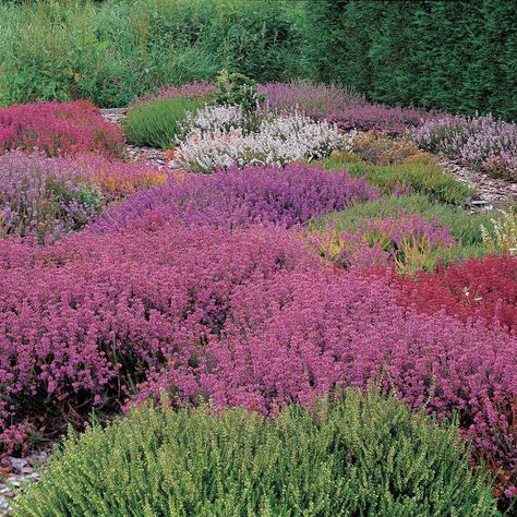 Scottish Moors, Evergreen Landscaping, Heather Gardens, Urban Gardening Ideas, Calluna Vulgaris, Long Garden, Heather Plant, White Flower Farm, Zone 5