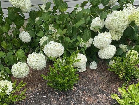 Annabelle Hydrangea Care – World of Garden Plants Annabelle Hydrangea Care, Annabelle Hydrangea Companion Plants, Annabelle Hydrangea Front Of House, Anabelle Hydrangea, Blushing Bride Hydrangea, Hydrangea Pruning, Hydrangea Plant Care, Hydrangea Annabelle, Growth Plant