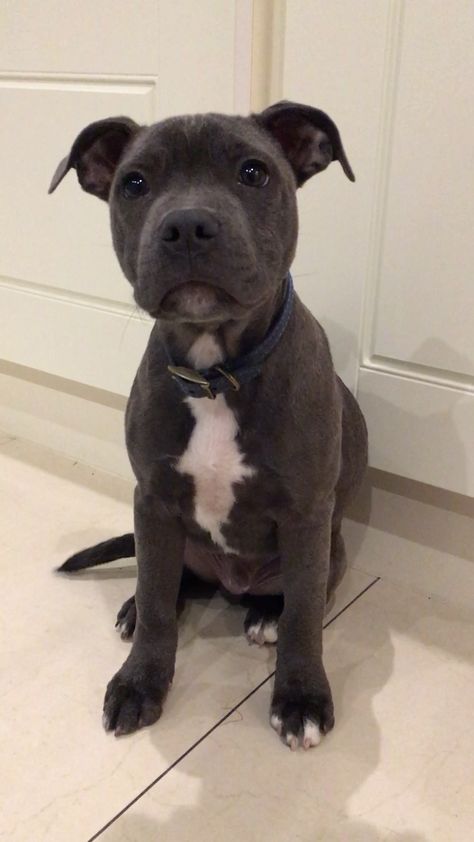 Grey Staffy Puppy, Cute Staffy Puppies, Blue Staffy Aesthetic, Cute Dogs To Get, Blue Staffordshire Bull Terrier, Grey Staffy, Staffies Dogs, Dogs Staffy, Blue English Staffy