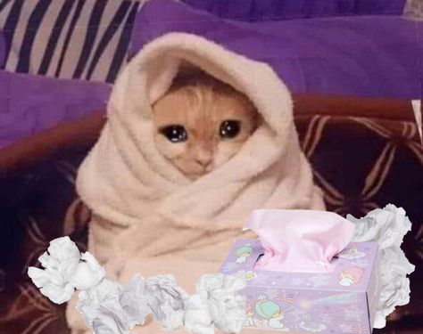 sick sad cat surrounded with used tissues Sick Cat, Cat Meme, A Cat