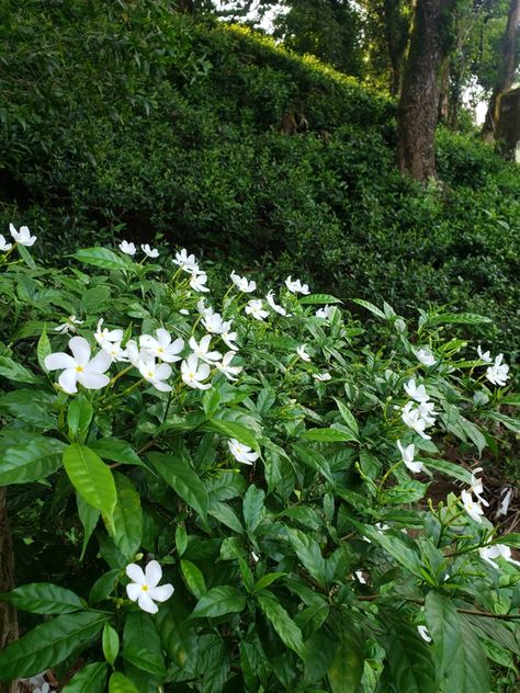 Tabernaemontana Divaricata, Jasmine Tree, Ornamental Shrubs, Graduation Things, Art Of Flowers, Pinwheel Flower, Jasmine Plant, Green Revolution, Flower Picture