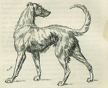 Irish Wolf-hound (1803) Irish Wolfhound Tattoo, Irish Wolfhound Drawing, Dog Engraving, Irish Wolf Hound, Hound Tattoo, Wolf Hound, Ancient Dogs, Irish Tattoos, Irish Wolfhounds