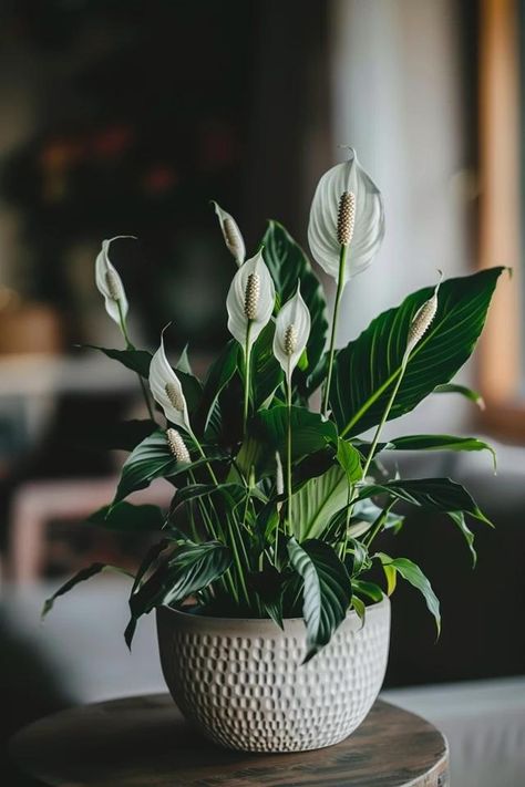 How To Trim A Peace Lily: Plant Grooming Peace Lilly Plants Decor, Japanese Peace Lily, Kayla Aesthetic, Lilly Plants, Peace Lillies, Peace Lilies, Lily Plant, Peace Lily Plant, Lotus Plant