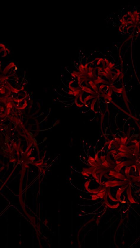 Dark Red And Black Wallpaper, Dark Red Phone Wallpaper, Red Spider Lily Aesthetic, Red And Black Wallpaper Aesthetic, Red Spider Lily Wallpaper, Spider Lily Wallpaper, Dark Red Wallpaper Aesthetic, Red Flower Background, Spider Lilies