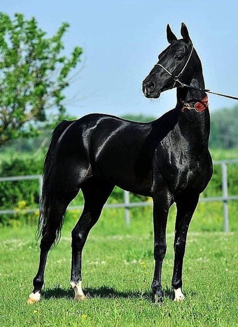 Akhal Teke Horses Black, Akhal-teke, Ahal Teke, Different Horse Breeds, Akhal Teke Horses, Horse Anatomy, Barrel Horse, Akhal Teke, Black Horses