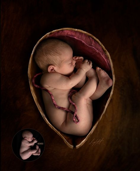 Newborn Womb Positions. The fundamental differences between pre and post birth for Photographers. Baby In Womb, Baby Curls, Baby Live, Baby Inside, Foto Baby, Inside And Outside, Natural Birth, Prenatal, Newborn Session