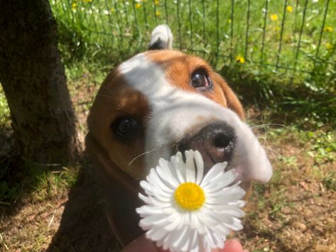 Beagle Aesthetics, Future Moodboard, Puppy Backgrounds, Cute Beagles, Beagle Puppy, Cardboard Furniture, Puppy Dog, Aesthetic Photography, Cute Dogs