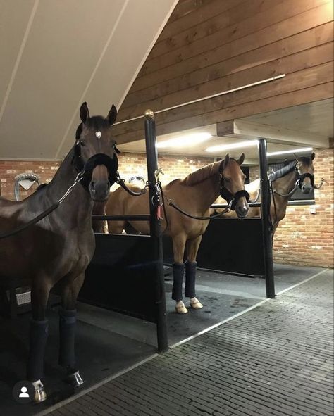 Equine College, Account Aesthetic, Luxury Aesthetics, Horsey Life, Horse Riding Aesthetic, Horse Barn Ideas Stables, Dream Stables, Dream Horse Barns, Riding School