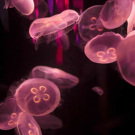 Sea Animals, الرسومات اللطيفة, Aesthetic Photo, Marine Life, Pink Aesthetic, Jellyfish, Sea Creatures, Sea Life, Pretty Pictures