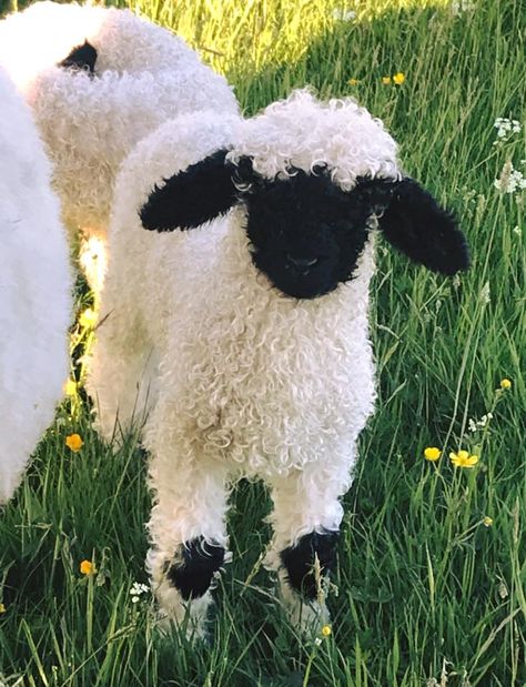 Valais Blacknose Sheep Natural Lawn, Blacknose Sheep, Valais Blacknose, Valais Blacknose Sheep, Animals Tattoo, Natural Farming, Sheep Breeds, Nature Wallpapers, Switzerland