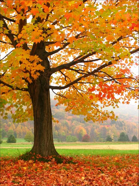 *🇺🇸 Autumn beauty (Allegany State Park, NY) by Mark K. 🍂 Scene Wallpaper, Fall Images, तितली वॉलपेपर, Autumn Magic, Autumn Tree, Autumn Scenes, Photo Background Images, Autumn Scenery, Autumn Beauty