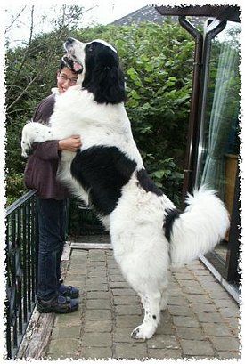 Landseer Newfie Their huge body tends to move rather slowly.....When an intruder is caught they are more likely to hold them at bay, either by trapping them in a corner or placing themselves in-between the burglar and the family rather than an all out attack.....ANY DOG, ANIMAL, CHILD, OR VISITOR WHO HAS NO EVIL INTENTION WILL RECEIVE A FRIENDLY WELCOME" :D Landseer Dog, Pet Anime, Huge Dogs, Giant Dogs, Newfoundland Dog, Newfoundland, Big Dogs, Beautiful Dogs, Animals Friends