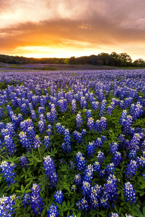 Blue Bonnet Flowers, Bluebonnet Wallpaper Iphone, Blue Bonnet Aesthetic, Bluebonnet Background, Bluebonnet Wallpaper, Texas Wallpaper Iphone, Bluebonnet Wedding, Wallpaper Esthetics, Bluebonnet Photoshoot