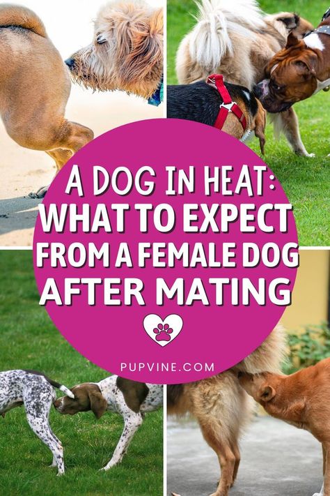 Give your dog the perfect pregnancy and prepare her for the upcoming litter. Here's what to expect from a female dog after mating! Dog Heat Cycle, Dog In Heat, Dog Breeding, Pregnant Dog, Multiple Dogs, Dog Health Tips, Dog Facts, Pet Care Tips, Do You Really