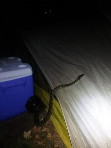 Had a visitor on a rainy night in Australia. Australia Camping, Austin Miller, Nandi Hills, Wild Camping, Army Pics, Rainy Night, Sunrise Photography, Camping Hiking, Night In