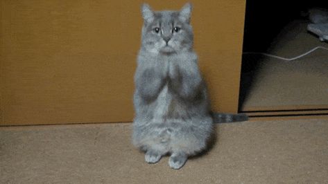 25 Cat Gifs to Get Hillary Clinton (and You) Through the Election Facepalm Gif, Dobby Cat, Cat Reaction, Lion Cat, Cat Cartoon, Funny Cat Videos, Cartoon Cat, Cat Gif, Funny Cat