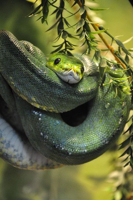 Green Tree Python, Tree Python, Beautiful Snakes, Green Snake, Green Tree, Reptiles And Amphibians, Lizards, Amphibians, Snakes