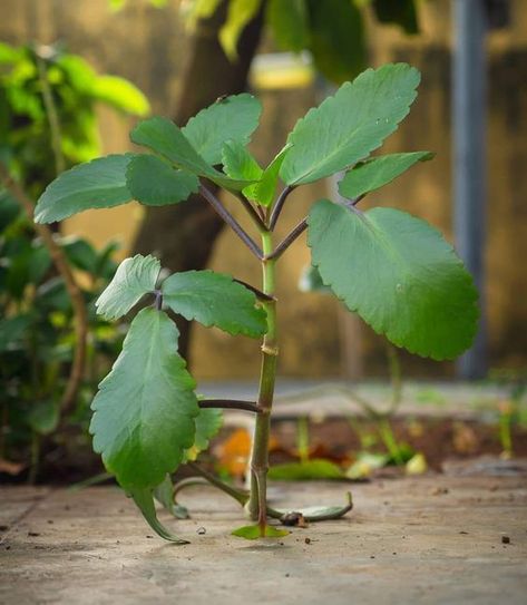 HEALTH BENEFITS OF MIRACLE LEAF - ThingsCouplesDo Miracle Leaf, Kidney Healthy Foods, Resurrection Plant, Ayurvedic Plants, Medical Herbs, Plant Benefits, Herbal Plants, Healing Plants, Perennial Herbs