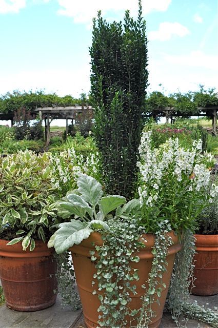 container-garden tips, with bob hyland - A Way to Garden Pencil Holly, Sky Pencil Holly, Beginners Gardening, Container Design, Container Gardening Vegetables, Plant Combinations, Container Garden, Garden Tips, Gardening Tools