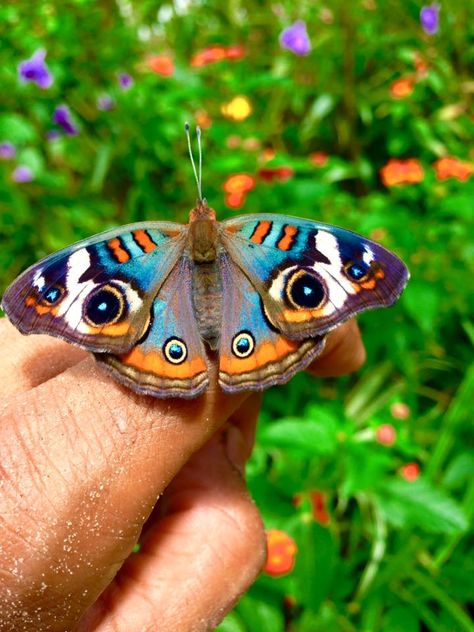 Buckeye butterfly Pretty Moths, Pretty Bugs, Beautiful Moths, Moth Artwork, Buckeye Butterfly, Regnul Animal, Types Of Butterflies, Moth Caterpillar, Garden Animals