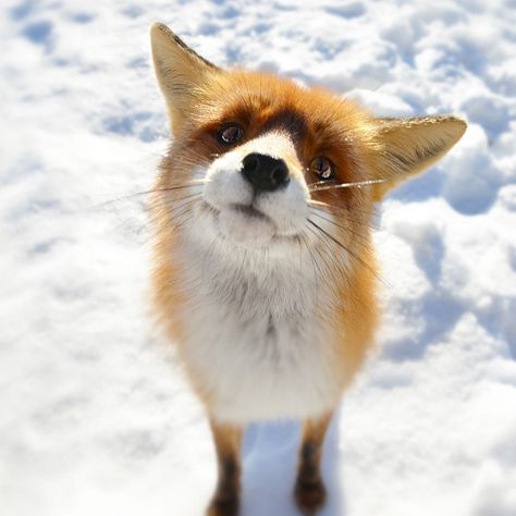 Fox Closeup In Snow Field #iPad #Wallpaper Photo Animaliere, Cute Fox, Red Fox, Cute Creatures, Sweet Animals, Animal Planet, Animal Photo, 귀여운 동물, Animals Friends