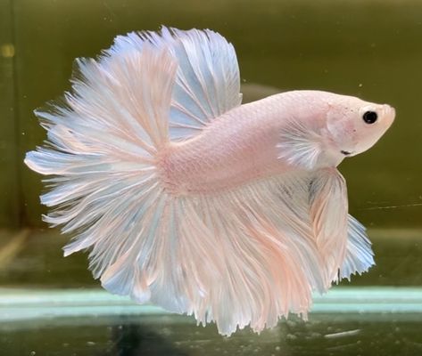 Beautiful Beta Fish, Pearlscale Fish, Pretty Betta Fish, Pet Fish Aesthetic, Rosetail Betta, Pink Betta Fish, Cute Fishes, Koi Betta, Fish Pictures